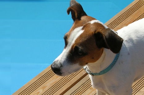 when can a dog swim after being spayed